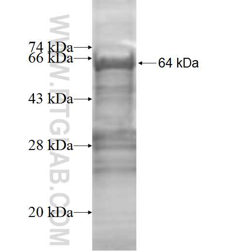 NELF-B fusion protein Ag9599 SDS-PAGE