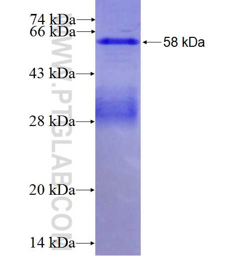 NELF fusion protein Ag2888 SDS-PAGE