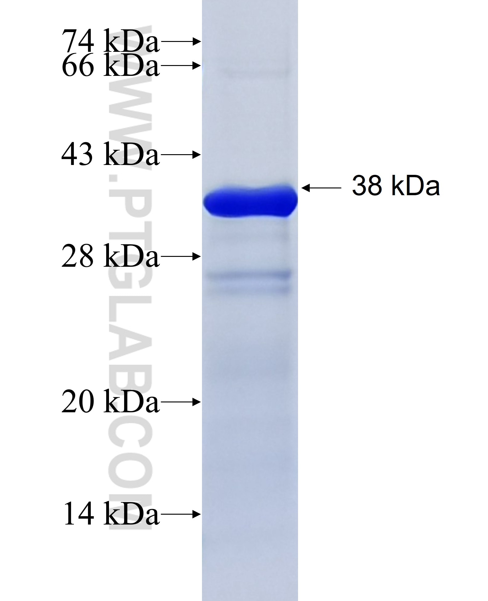 NELL1 fusion protein Ag16542 SDS-PAGE