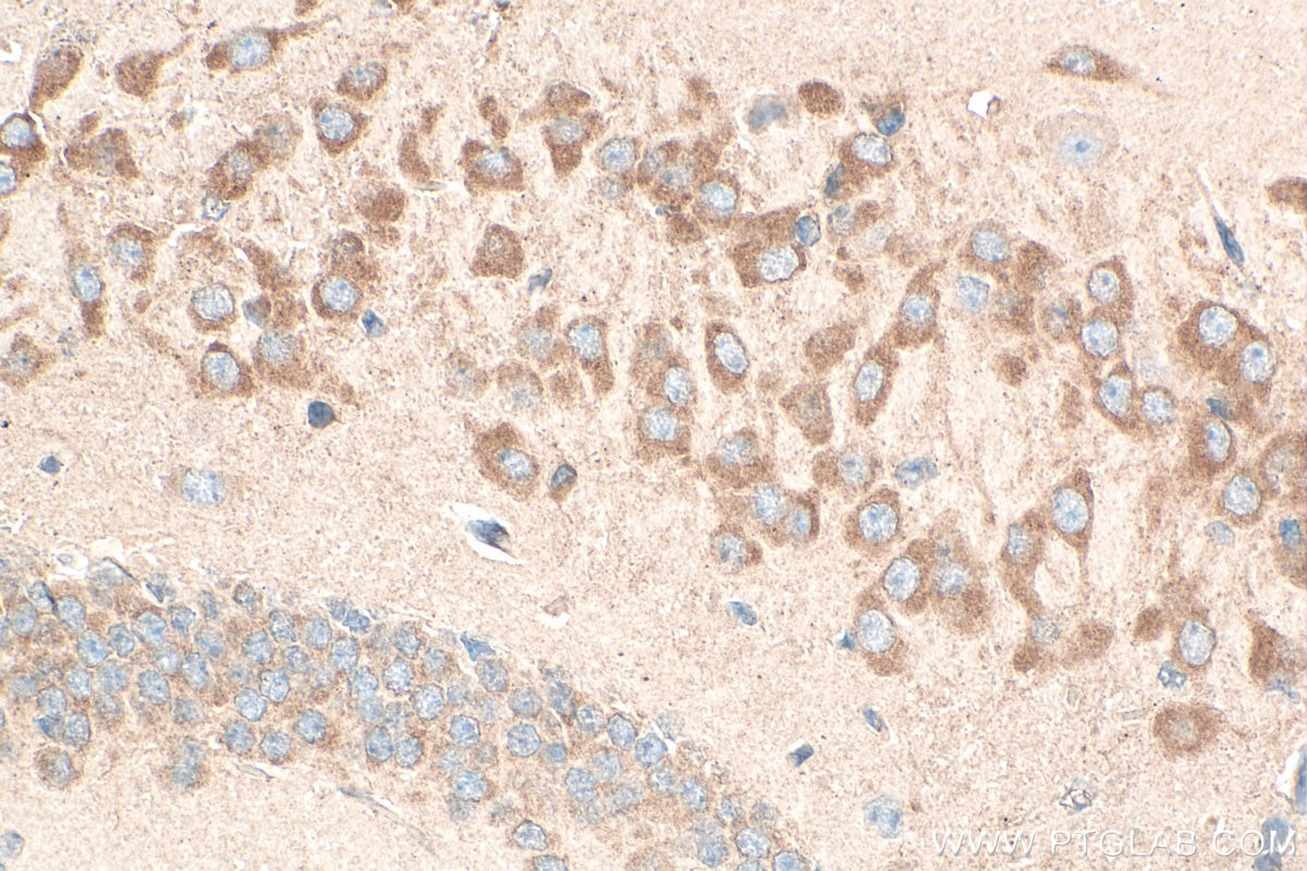 Immunohistochemical analysis of paraffin-embedded mouse brain tissue slide using 11268-1-AP (NELL2 antibody) at dilution of 1:500 (under 40x lens). Heat mediated antigen retrieval with Tris-EDTA buffer (pH 9.0). Immunohistochemistry (IHC) staining of mouse brain tissue using NELL2 Polyclonal antibody (11268-1-AP)