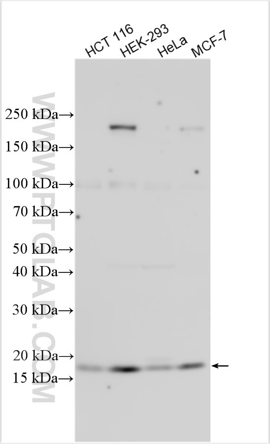 Western Blot (WB) analysis of various lysates using Neudesin/NENF Polyclonal antibody (15760-1-AP)