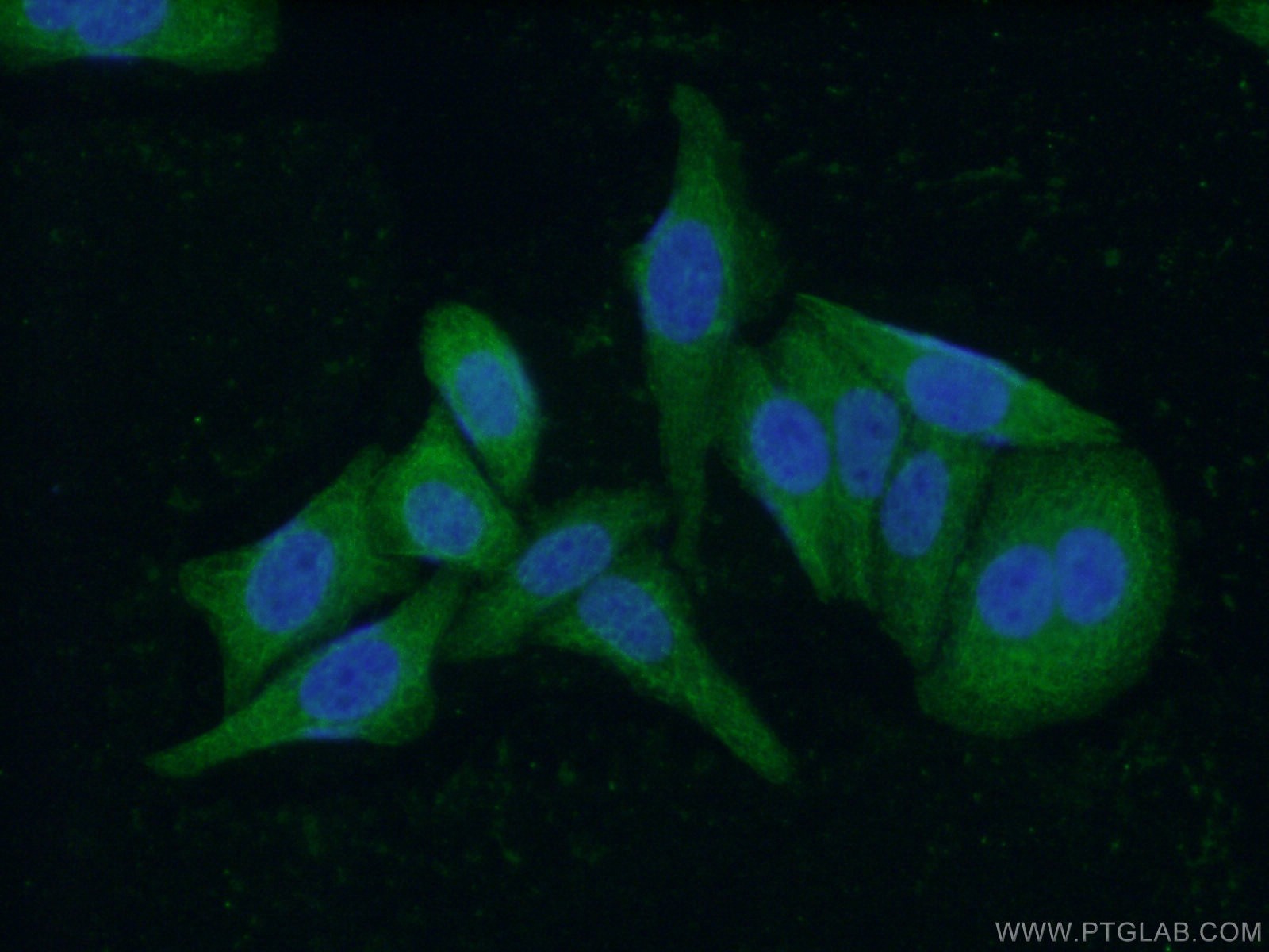 Immunofluorescence (IF) / fluorescent staining of HepG2 cells using Neudesin/NENF Monoclonal antibody (60131-1-Ig)