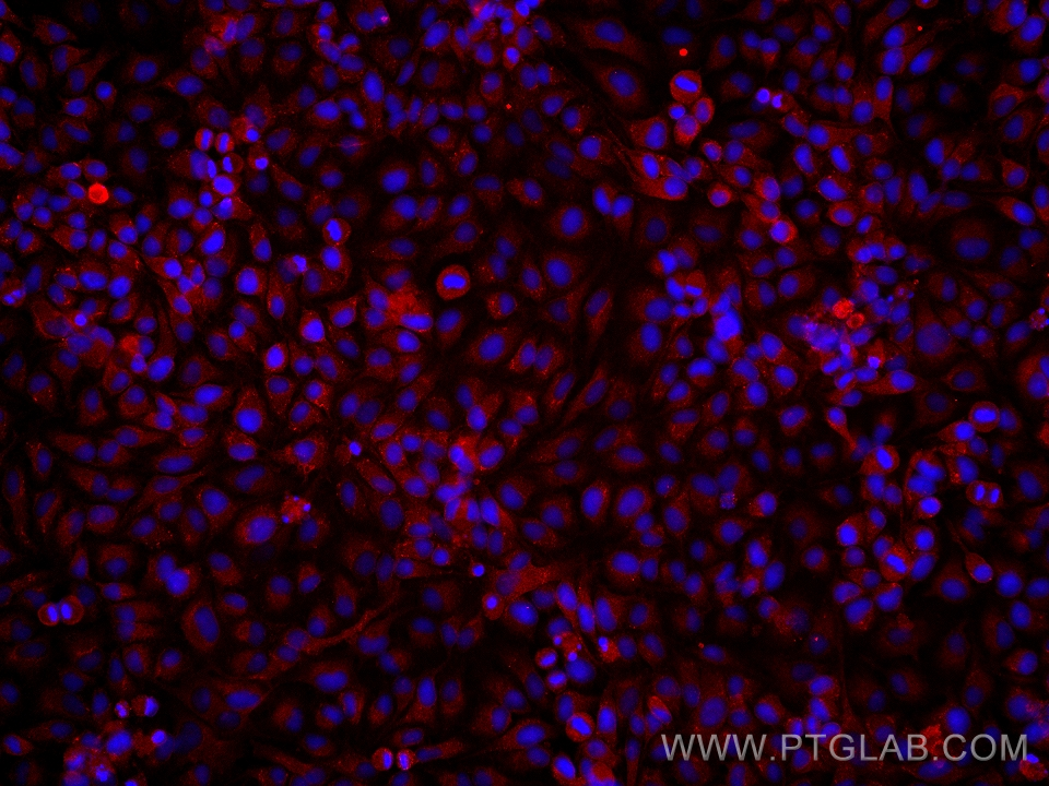 Immunofluorescent analysis of (4% PFA) fixed HeLa cells using Neudesin/NENF antibody (60131-1-Ig, Clone: 4G9E12 ) at dilution of 1:1900 and Multi-rAb CoraLite® Plus 594-Goat Anti-Mouse Recombinant Secondary Antibody (H+L) (Cat.NO. RGAM004 ). Immunofluorescence (IF) / fluorescent staining of HeLa cells using Neudesin/NENF Monoclonal antibody (60131-1-Ig)