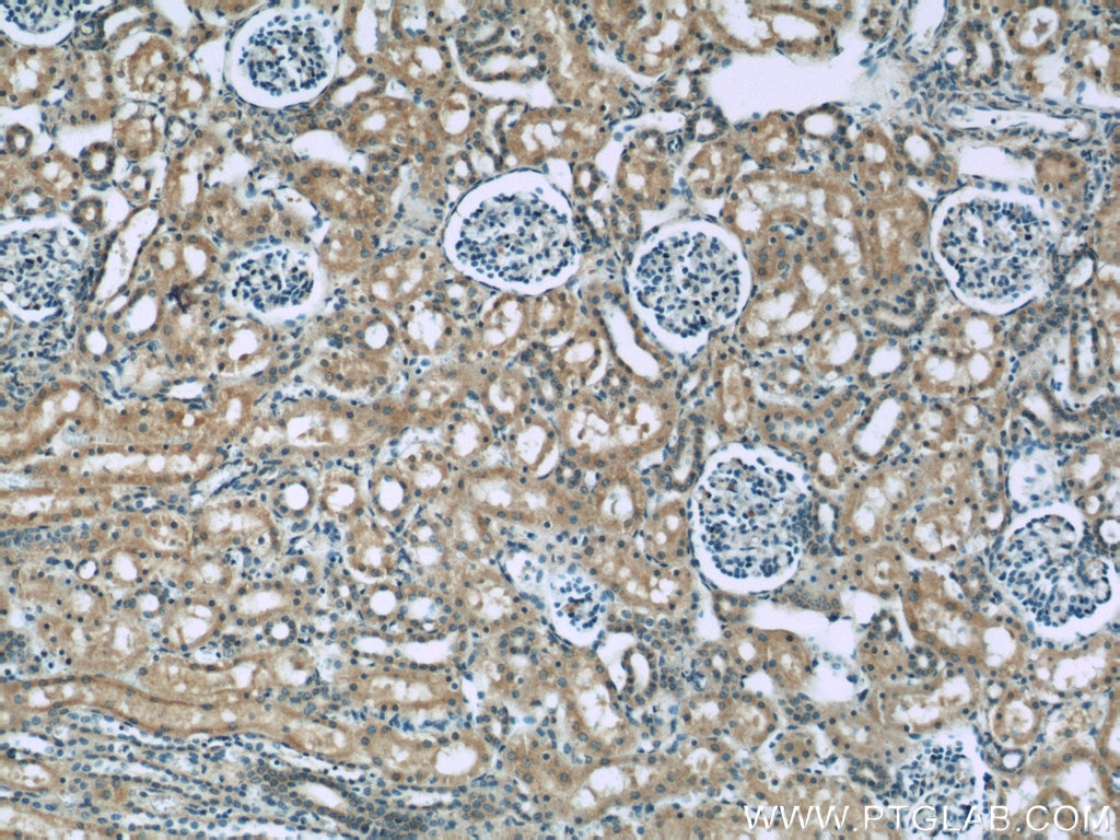 Immunohistochemistry (IHC) staining of human kidney tissue using Neudesin/NENF Monoclonal antibody (60131-1-Ig)
