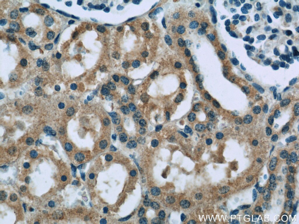 Immunohistochemistry (IHC) staining of human kidney tissue using Neudesin/NENF Monoclonal antibody (60131-1-Ig)