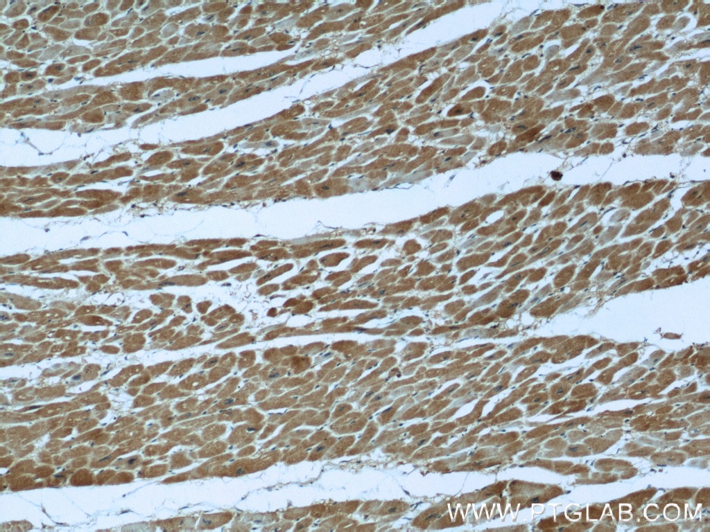 Immunohistochemistry (IHC) staining of human heart tissue using Neudesin/NENF Monoclonal antibody (60131-1-Ig)