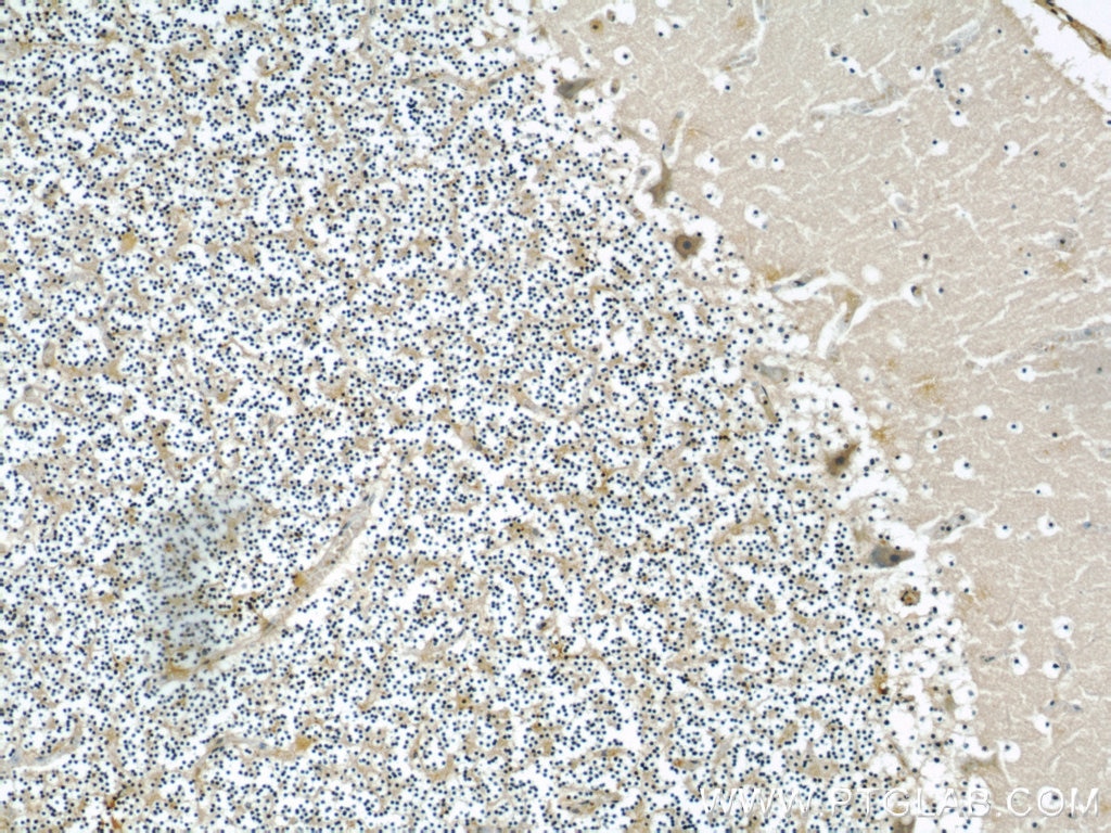 Immunohistochemistry (IHC) staining of human cerebellum tissue using Neudesin/NENF Monoclonal antibody (60131-1-Ig)