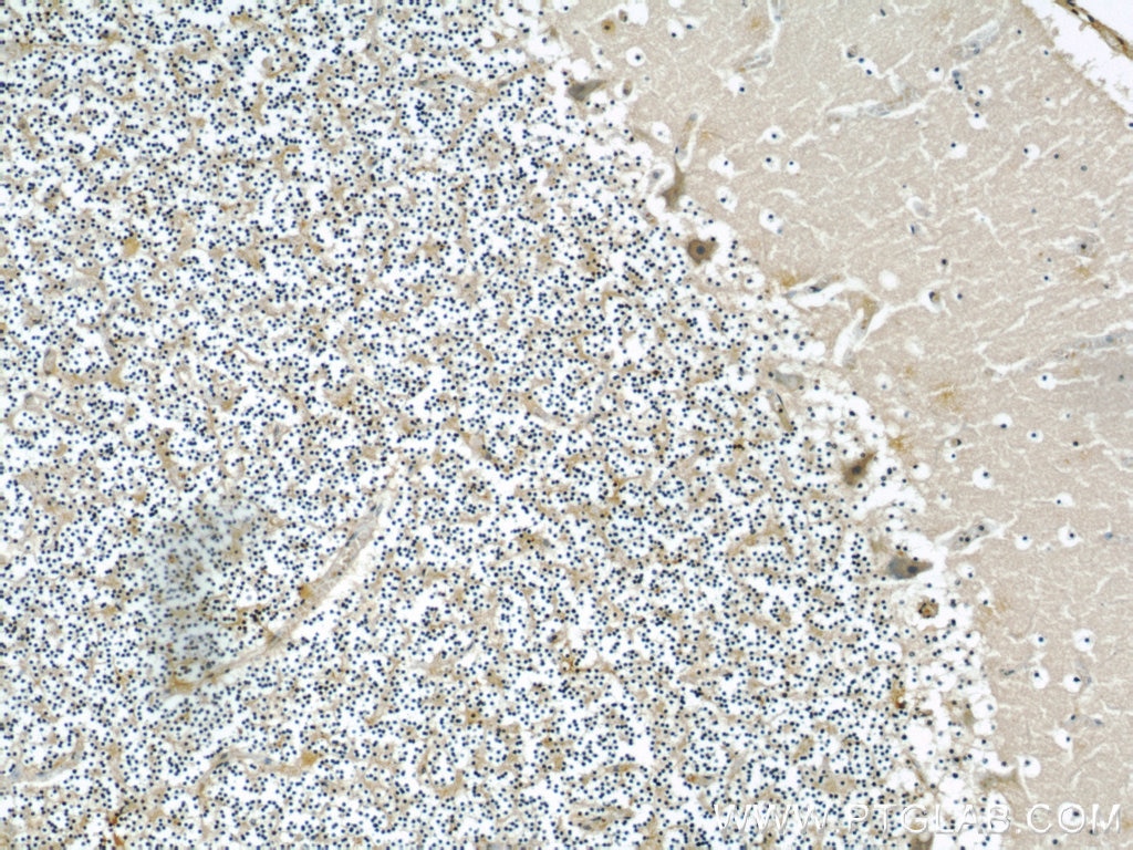 IHC staining of human cerebellum using 60131-1-Ig