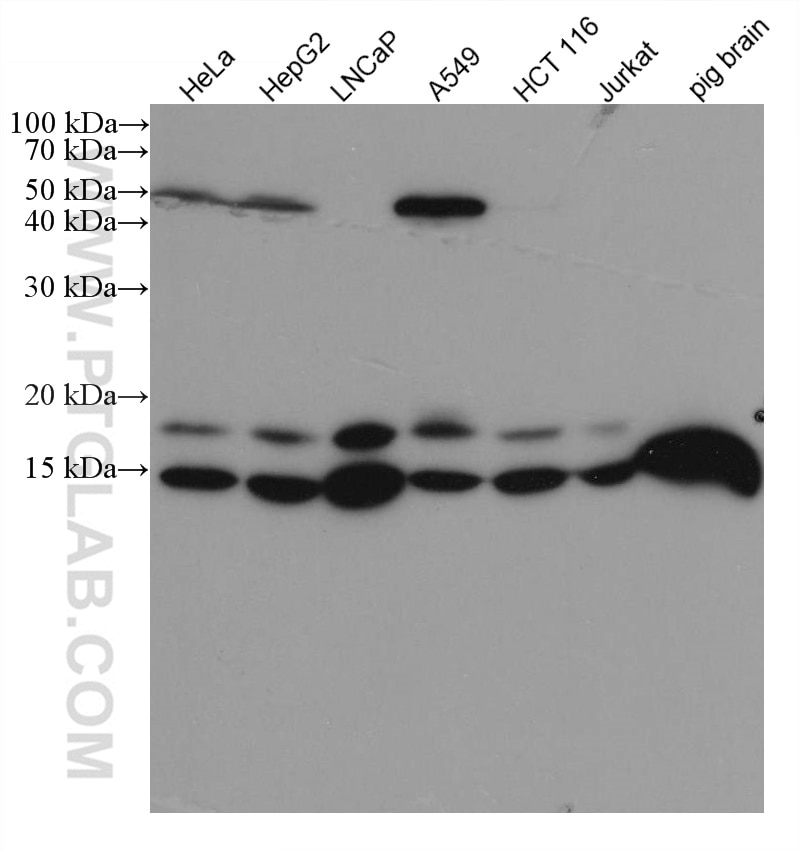 Western Blot (WB) analysis of various lysates using Neudesin/NENF Monoclonal antibody (60131-1-Ig)