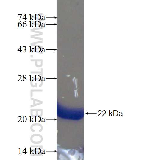 NENF fusion protein Ag17683 SDS-PAGE