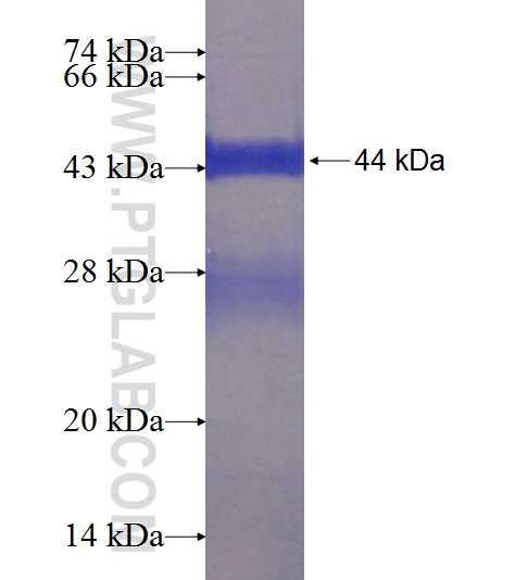 NENF fusion protein Ag8387 SDS-PAGE