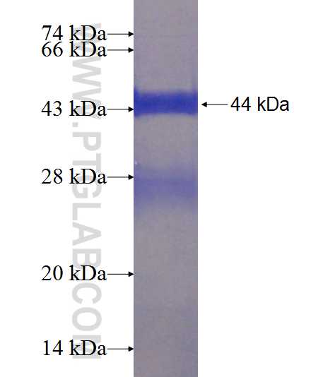NENF fusion protein Ag8387 SDS-PAGE