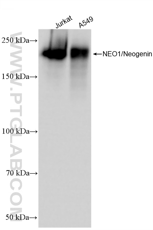 WB analysis using 88292-1-RR (same clone as 88292-1-PBS) Western Blot (WB) analysis of various lysates using Neogenin Recombinant monoclonal antibody (88292-1-RR)