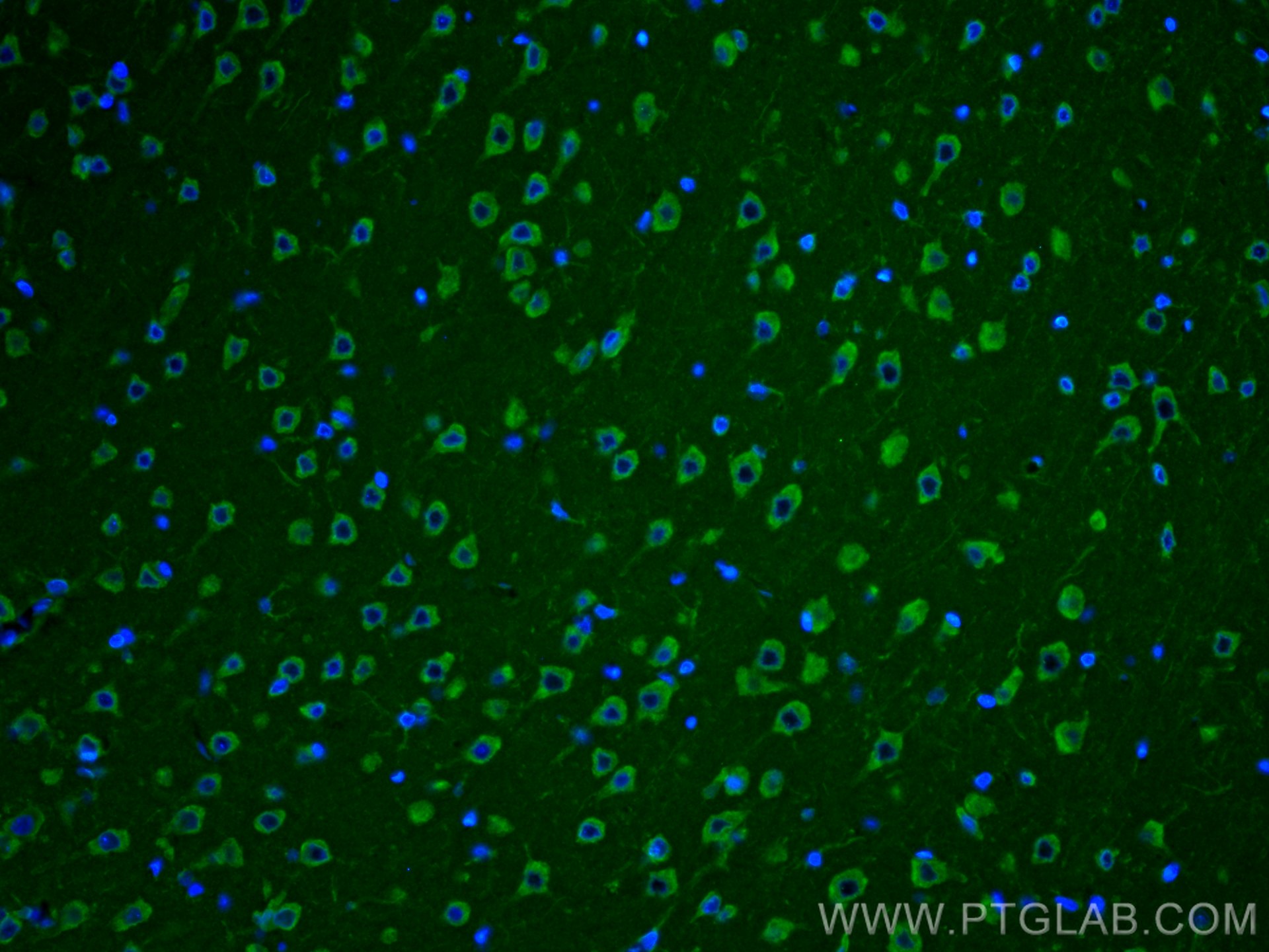 IF Staining of rat brain using 19483-1-AP