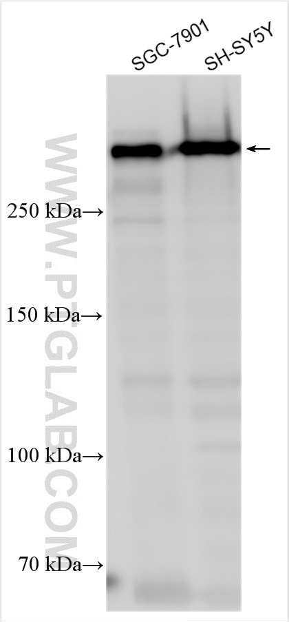 WB analysis using 30760-1-AP