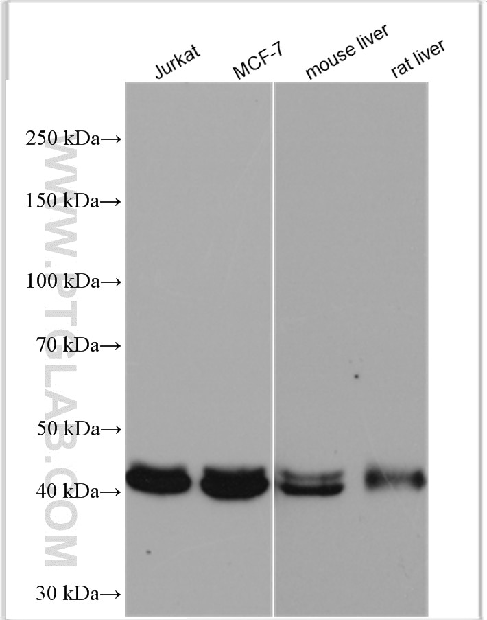 Western Blot (WB) analysis of various lysates using GNAS Polyclonal antibody (10150-2-AP)