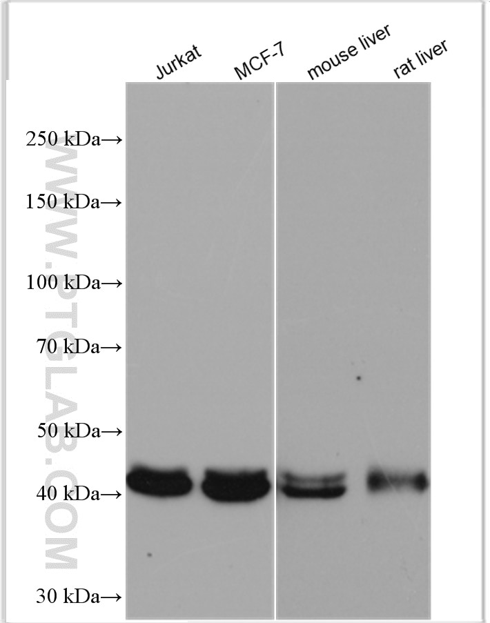 WB analysis using 10150-2-AP