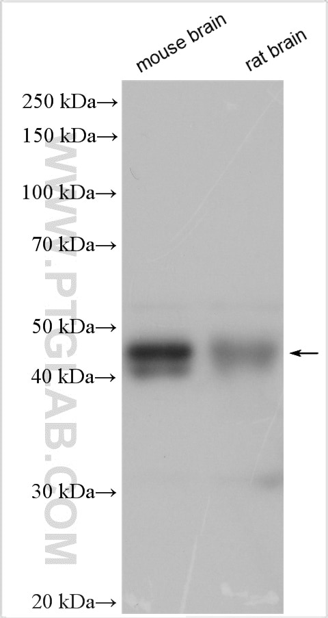 Western Blot (WB) analysis of various lysates using GNAS Polyclonal antibody (10150-2-AP)