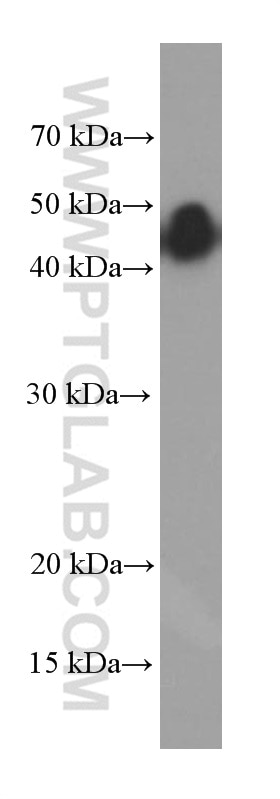 WB analysis of fetal human brain using 66253-1-Ig