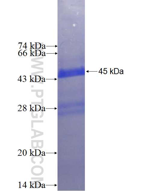 NESP55,GNAS fusion protein Ag0197 SDS-PAGE