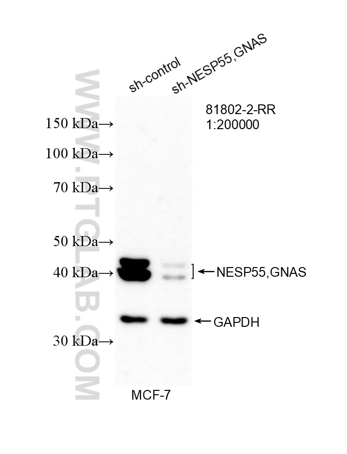 WB analysis of MCF-7 using 81802-2-RR (same clone as 81802-2-PBS) Western Blot (WB) analysis of MCF-7 cells using NESP55,GNAS Recombinant monoclonal antibody (81802-2-RR)
