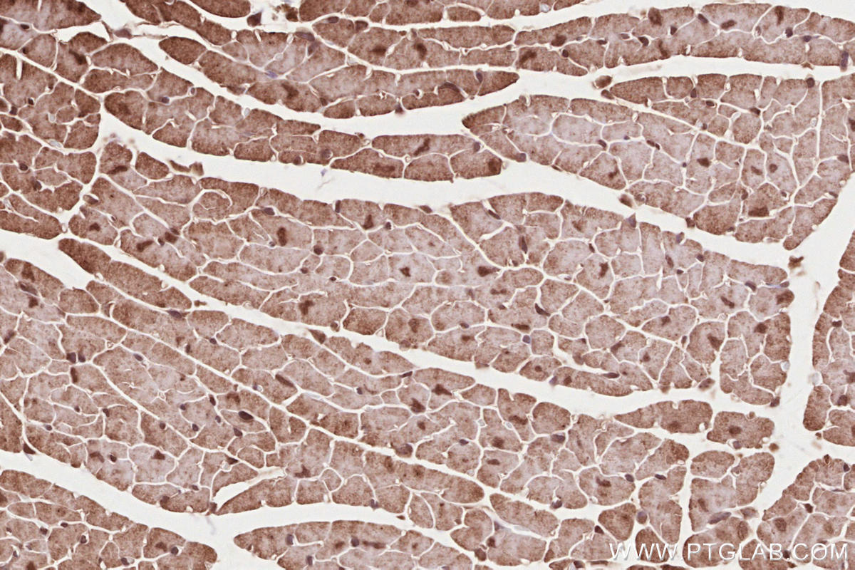Immunohistochemistry (IHC) staining of mouse heart tissue using NET1 Polyclonal antibody (12740-1-AP)
