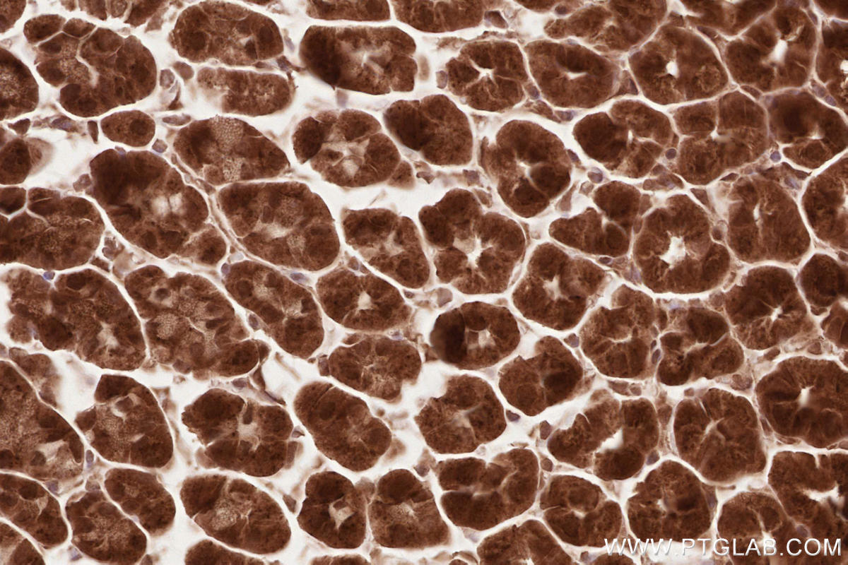 Immunohistochemistry (IHC) staining of mouse stomach tissue using NET1 Polyclonal antibody (12740-1-AP)