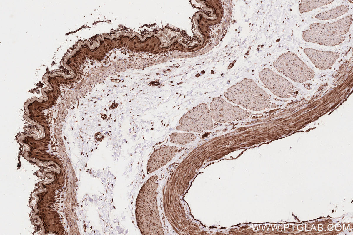 Immunohistochemistry (IHC) staining of rat stomach tissue using NET1 Polyclonal antibody (12740-1-AP)