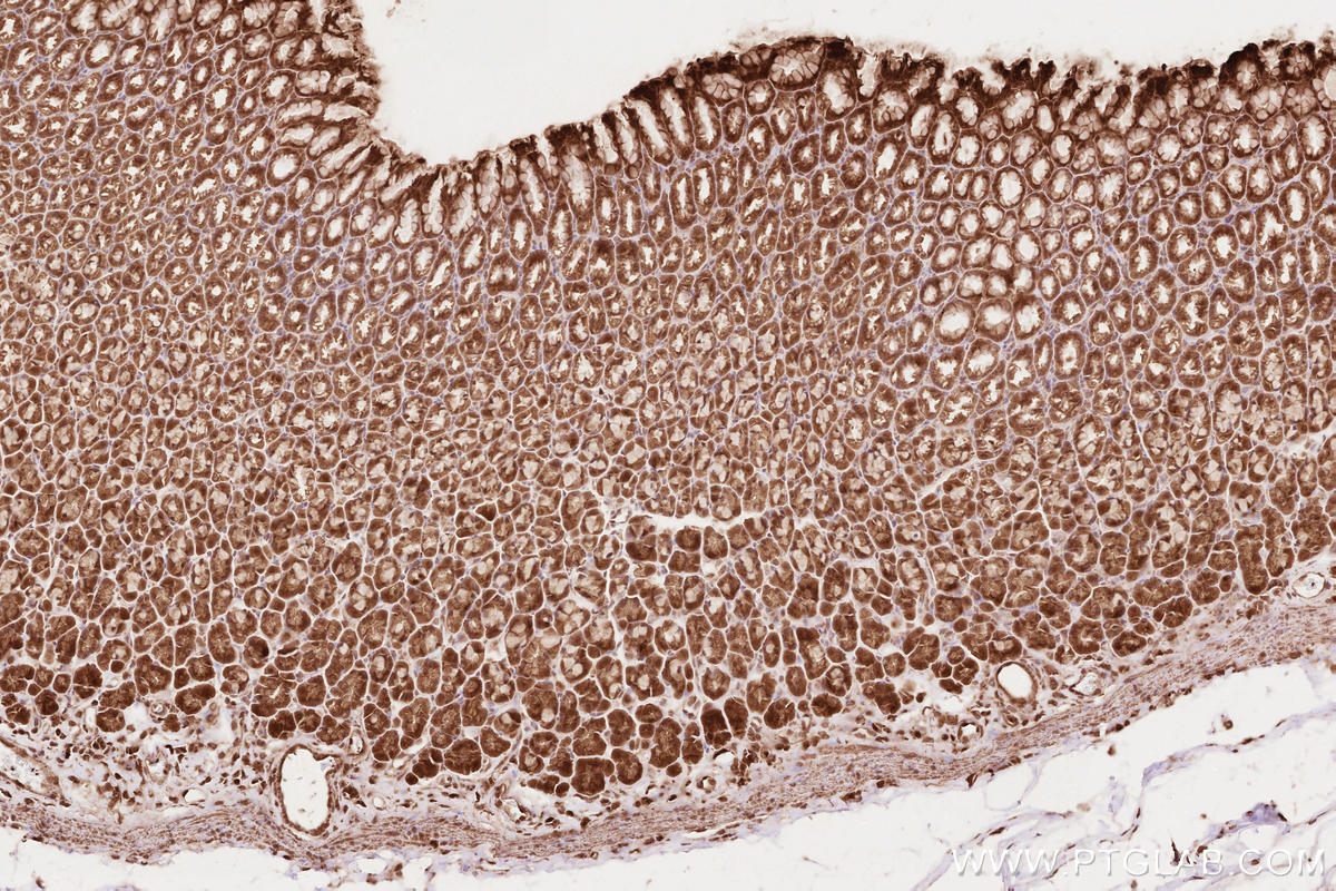Immunohistochemistry (IHC) staining of rat stomach tissue using NET1 Polyclonal antibody (12740-1-AP)
