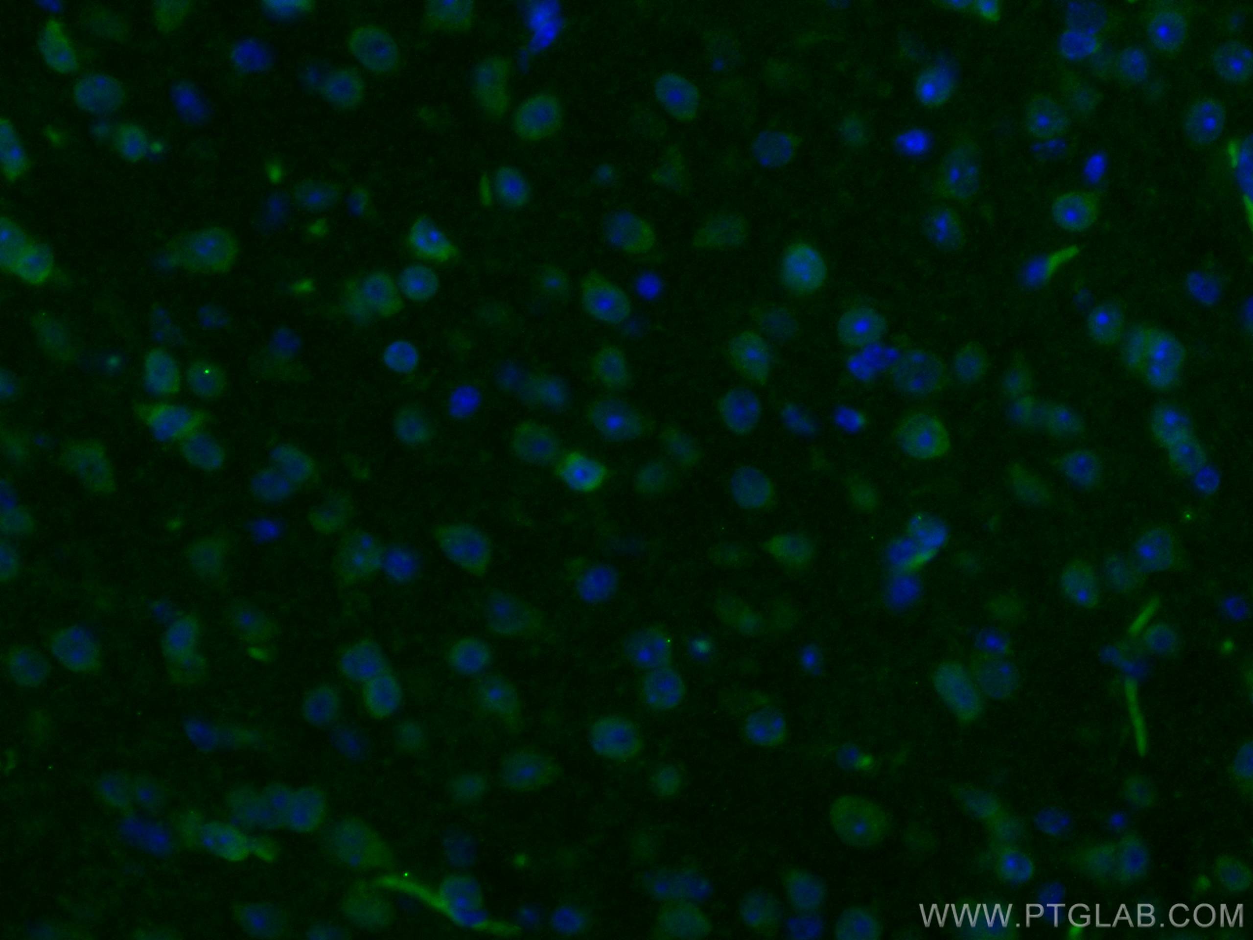 Immunofluorescence (IF) / fluorescent staining of mouse brain tissue using NET1 Polyclonal antibody (28180-1-AP)
