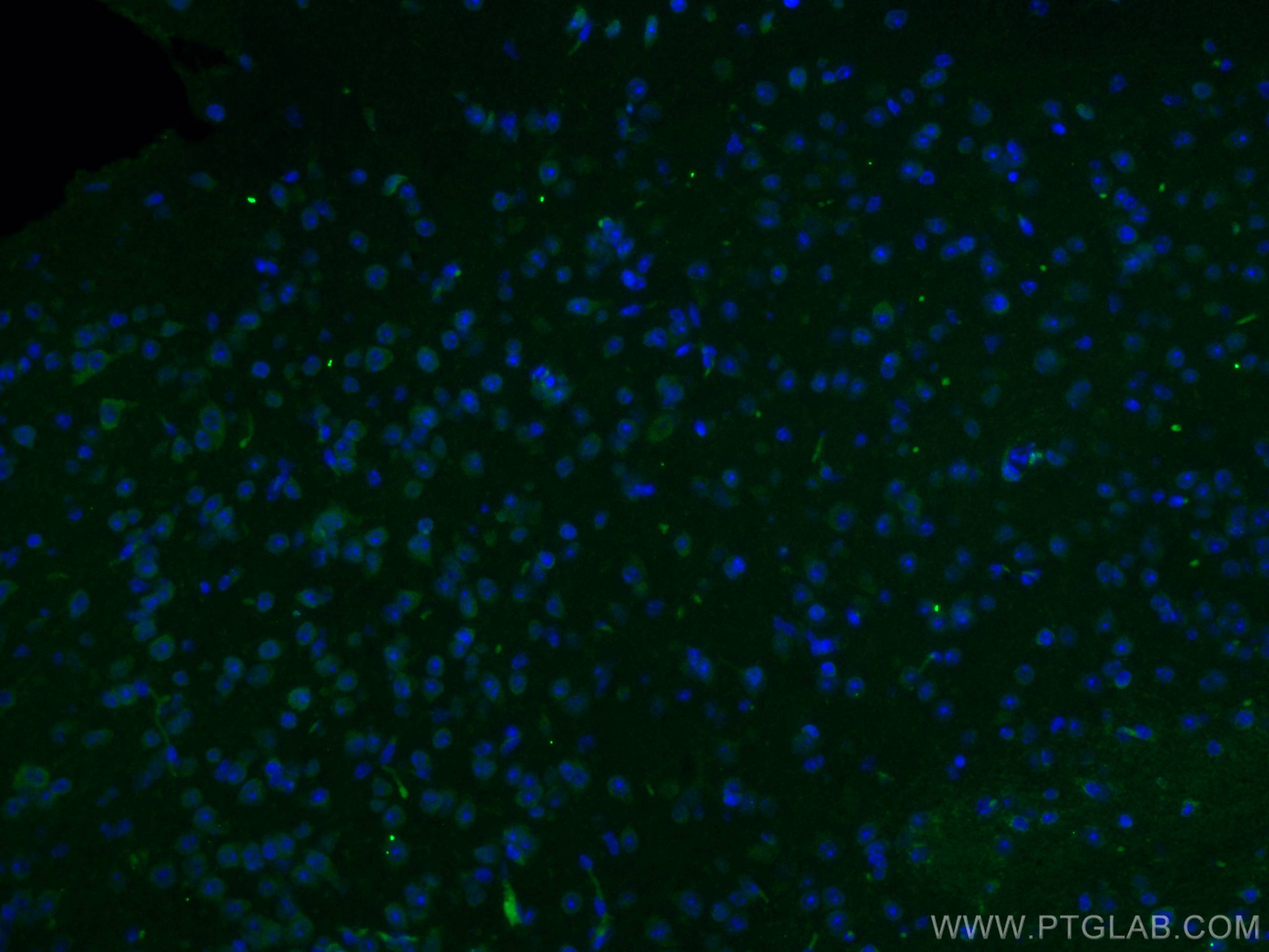 Immunofluorescence (IF) / fluorescent staining of mouse brain tissue using NET1 Polyclonal antibody (28180-1-AP)