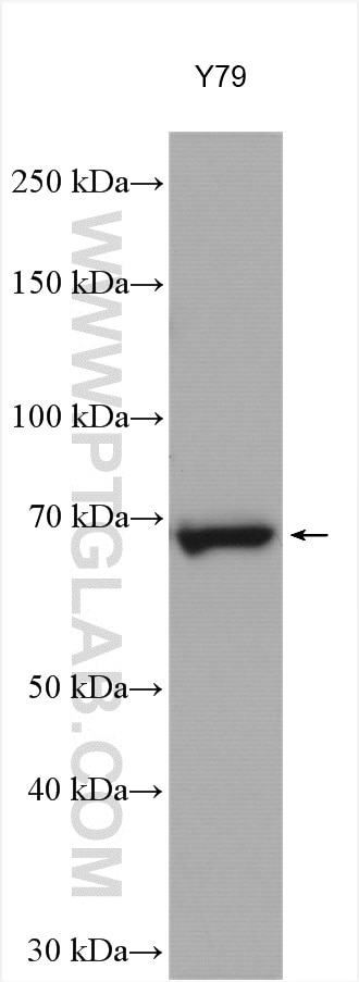 WB analysis using 28180-1-AP