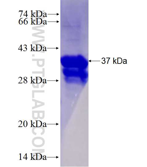 NET1 fusion protein Ag28142 SDS-PAGE
