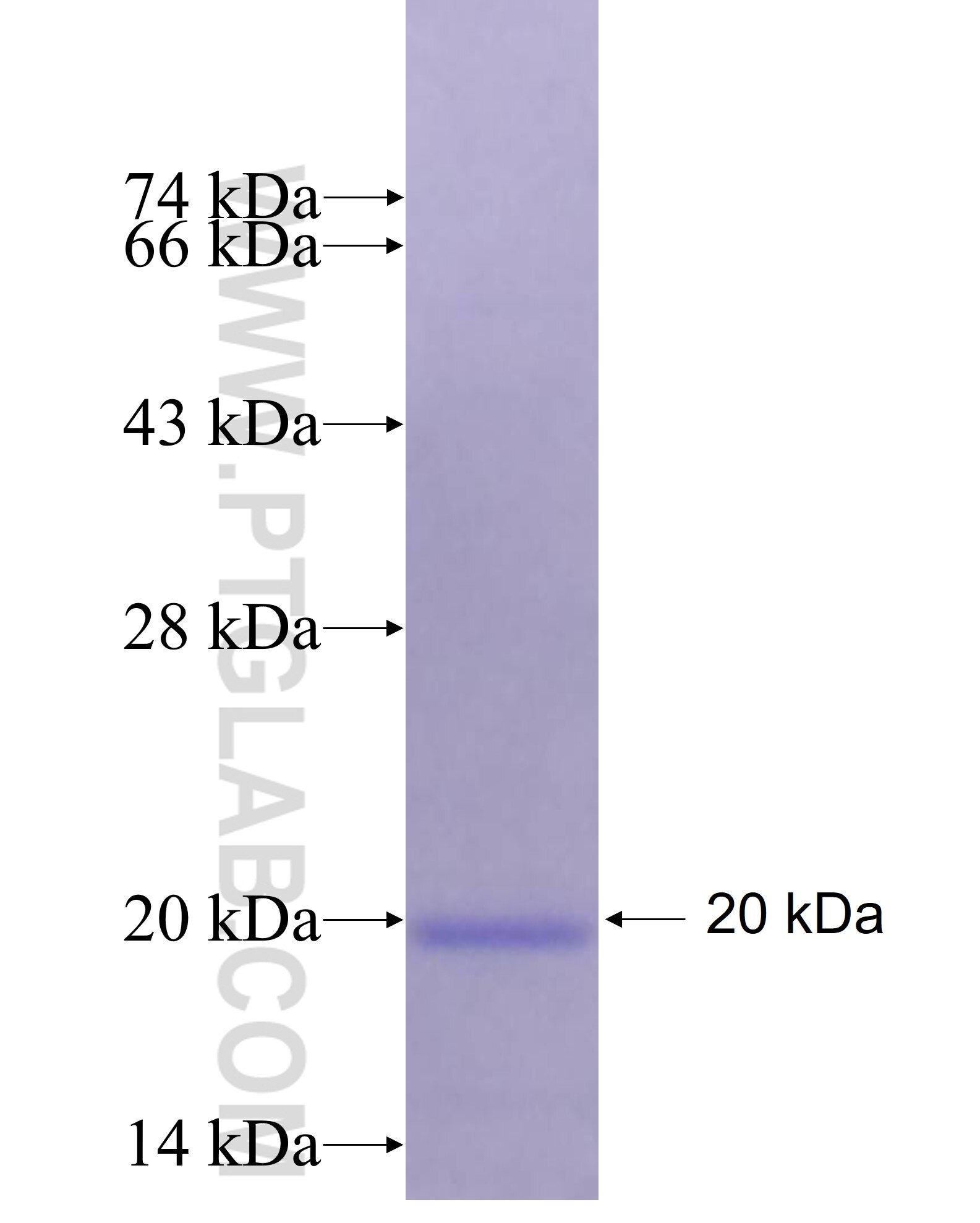 NET1 fusion protein Ag28151 SDS-PAGE