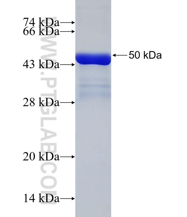 NETO1 fusion protein Ag32177 SDS-PAGE