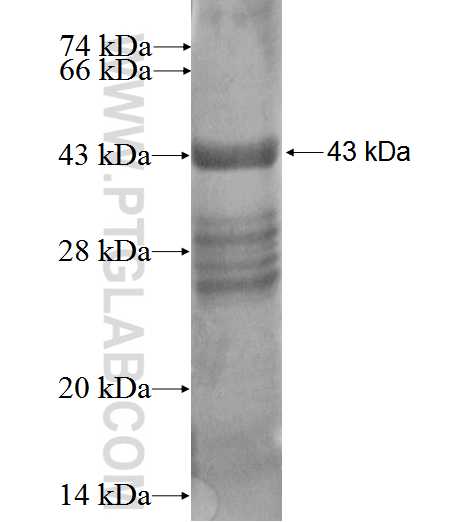 NETO2 fusion protein Ag2971 SDS-PAGE