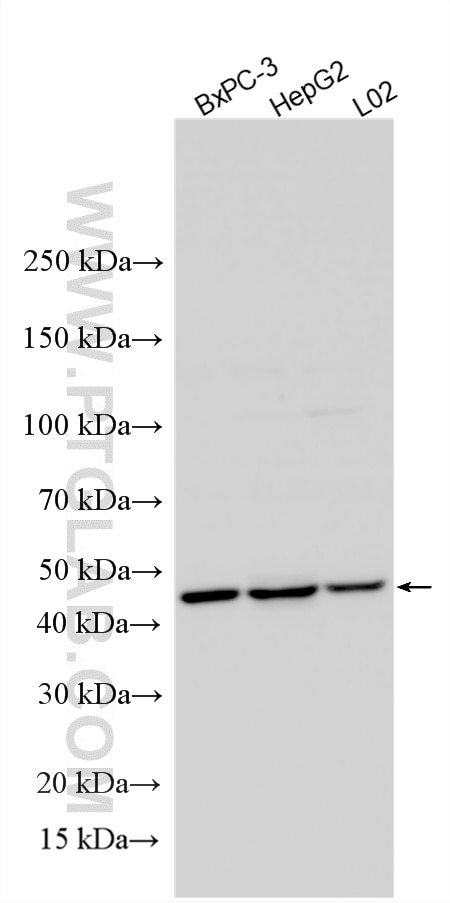 Western Blot (WB) analysis of various lysates using NEU1 Polyclonal antibody (28167-1-AP)
