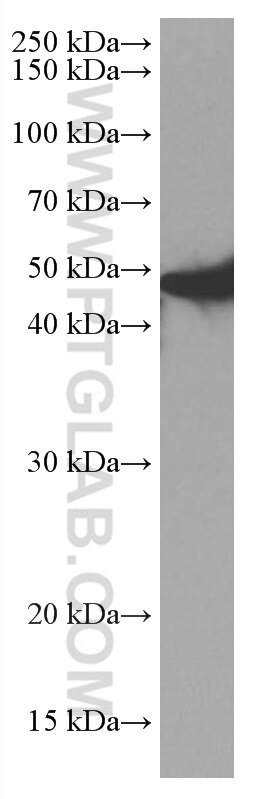 Western Blot (WB) analysis of PC-12 cells using NEU1 Monoclonal antibody (67032-1-Ig)