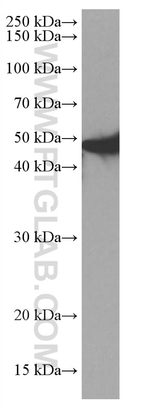 WB analysis of PC-12 using 67032-1-Ig