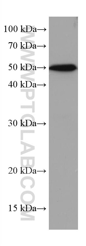 Western Blot (WB) analysis of pig liver tissue using NEU1 Monoclonal antibody (67032-1-Ig)