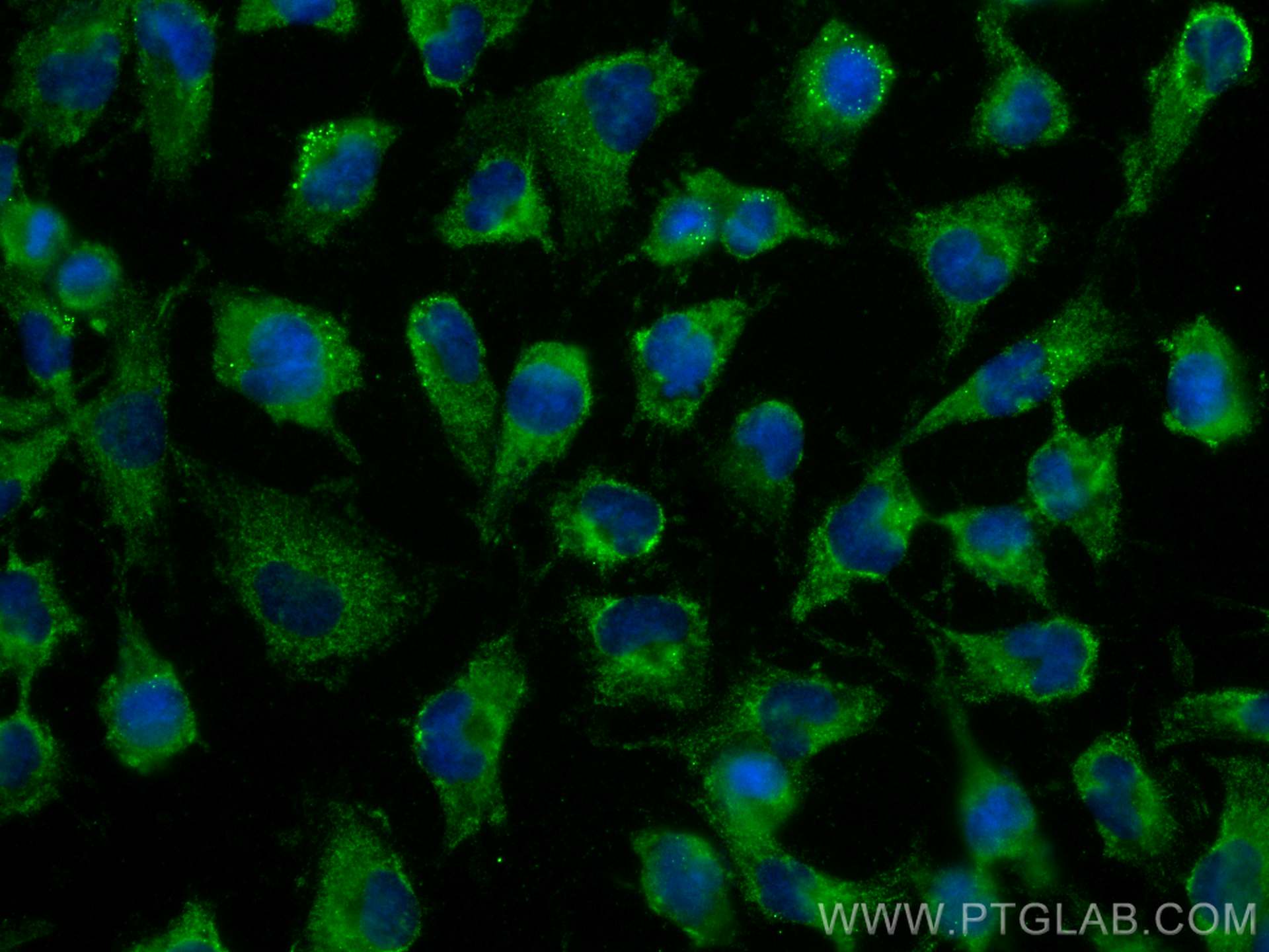 Immunofluorescence (IF) / fluorescent staining of U-251 cells using CoraLite® Plus 488-conjugated NEU1 Monoclonal anti (CL488-67032)