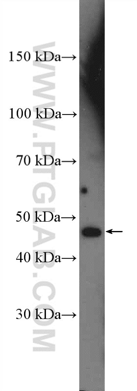 Western Blot (WB) analysis of HepG2 cells using NEU2 Polyclonal antibody (24523-1-AP)