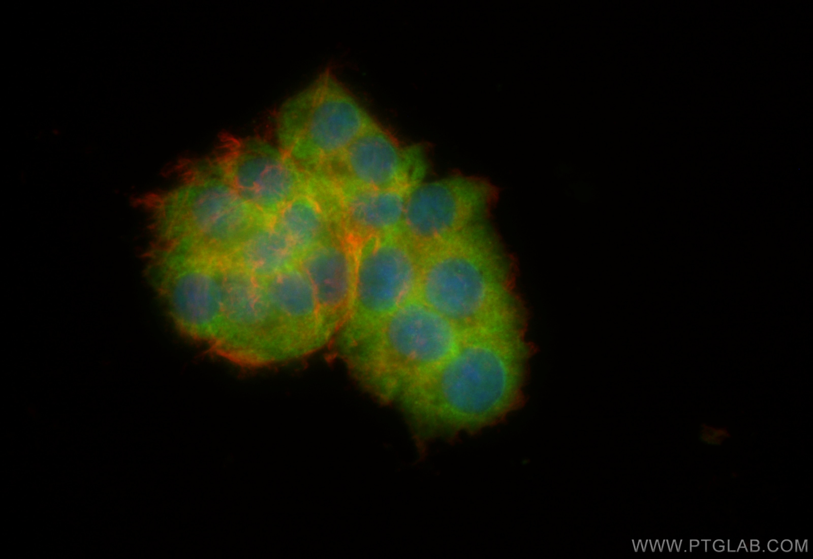 Immunofluorescence (IF) / fluorescent staining of PC-12 cells using CoraLite® Plus 488-conjugated NEU2 Recombinant ant (CL488-83934-2)