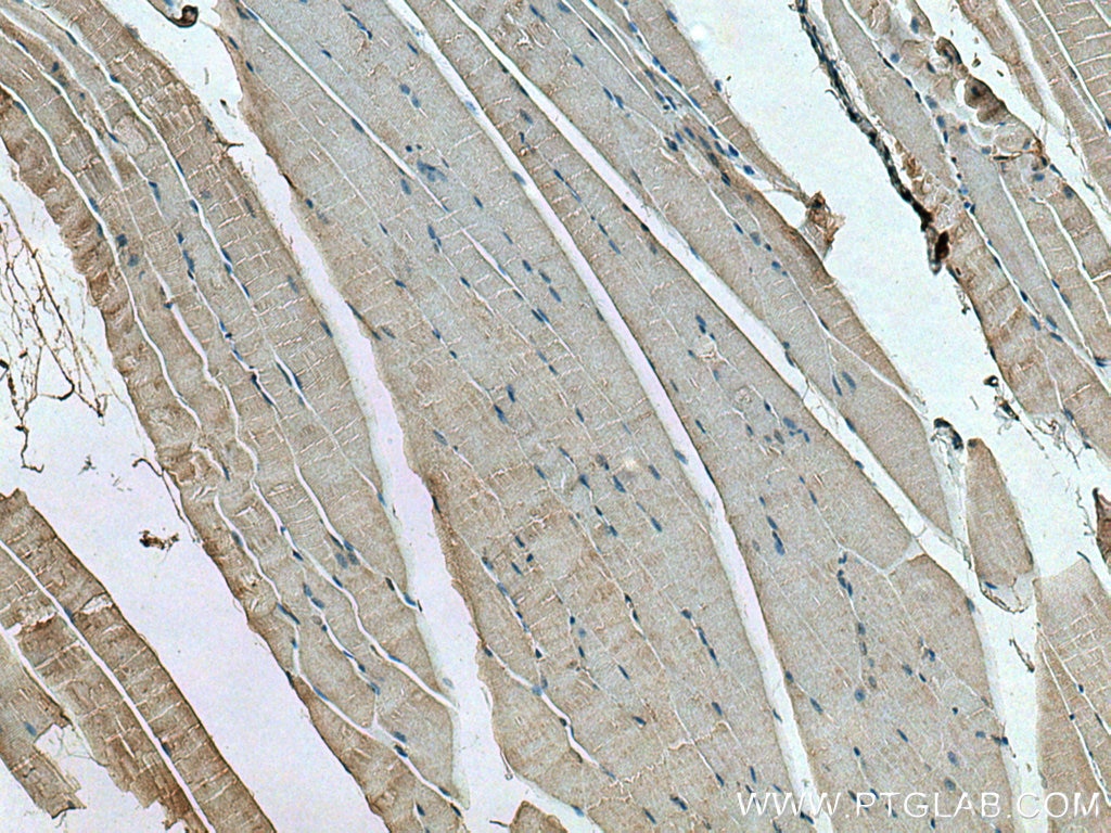 Immunohistochemistry (IHC) staining of mouse skeletal muscle tissue using NEU3 Polyclonal antibody (27879-1-AP)