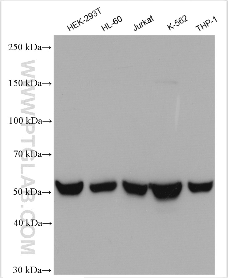 Western Blot (WB) analysis of various lysates using NEU3 Polyclonal antibody (27879-1-AP)