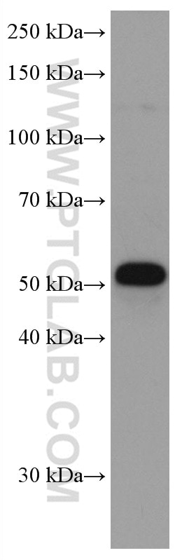 Western Blot (WB) analysis of COLO 320 cells using NEU3 Monoclonal antibody (67098-1-Ig)