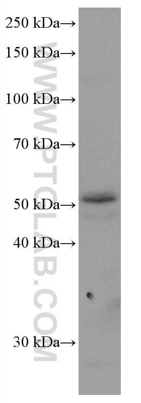 Western Blot (WB) analysis of HT-29 cells using NEU3 Monoclonal antibody (67098-1-Ig)