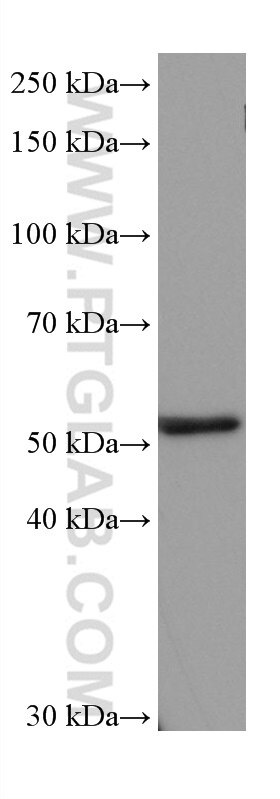Western Blot (WB) analysis of THP-1 cells using NEU3 Monoclonal antibody (67098-1-Ig)