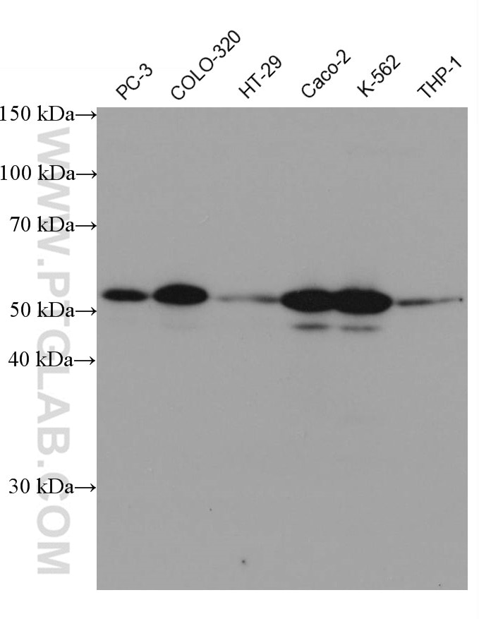 Western Blot (WB) analysis of various lysates using NEU3 Monoclonal antibody (67098-1-Ig)