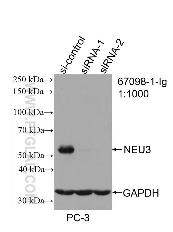 Western Blot (WB) analysis of PC-3 cells using NEU3 Monoclonal antibody (67098-1-Ig)